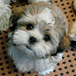 shih tzu 6