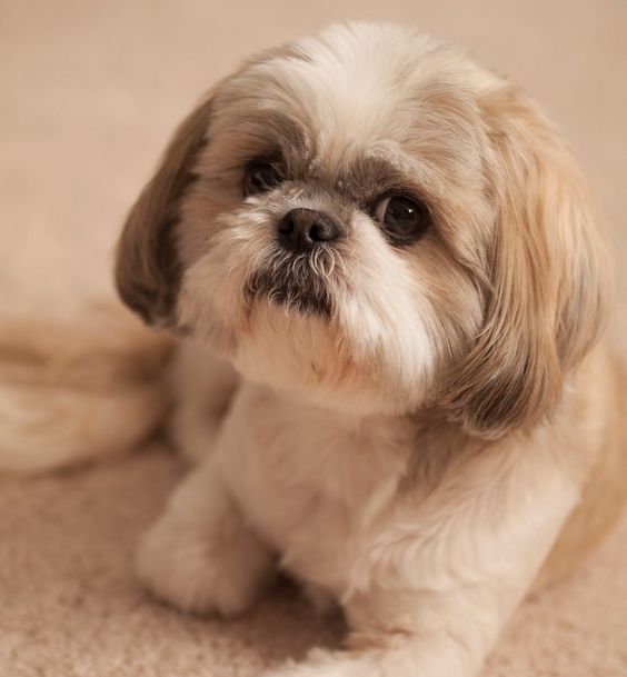 shih tzu 7