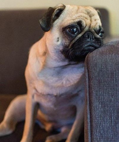 thinking pug sofa funny