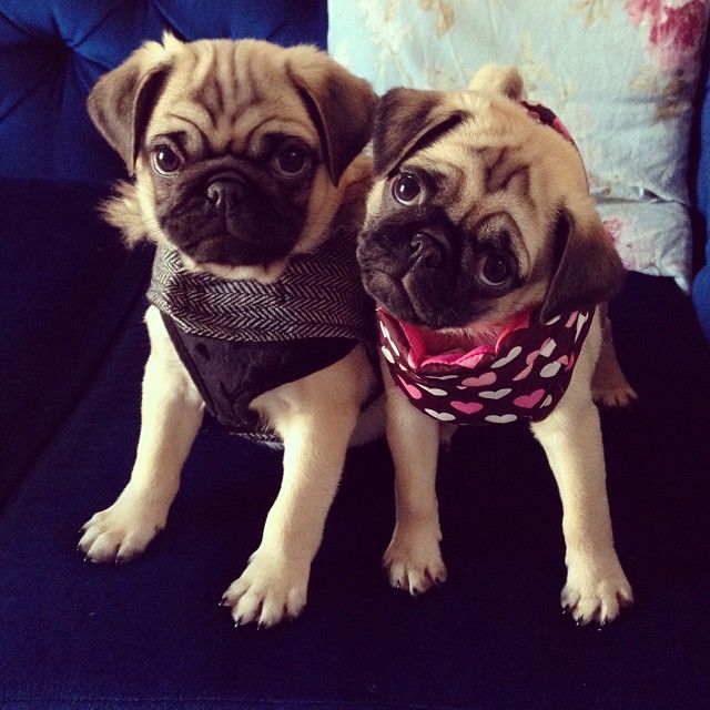 two pugs amazing