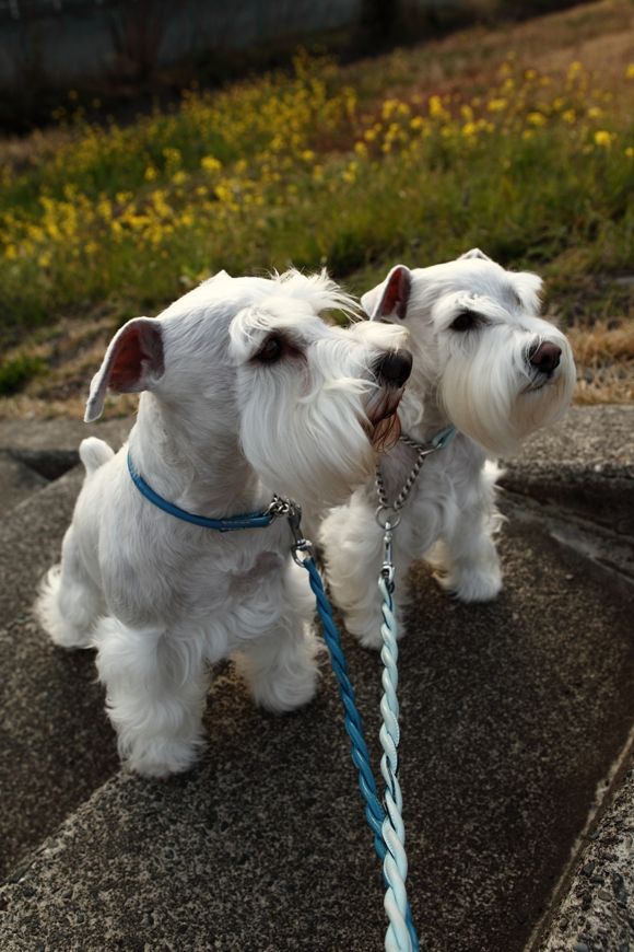 white schnauzer walk