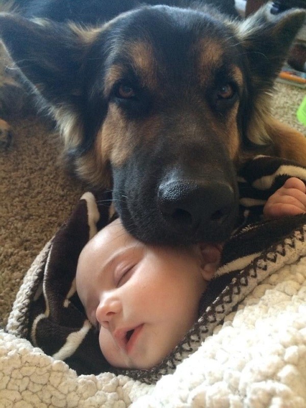 GSD little kid protection