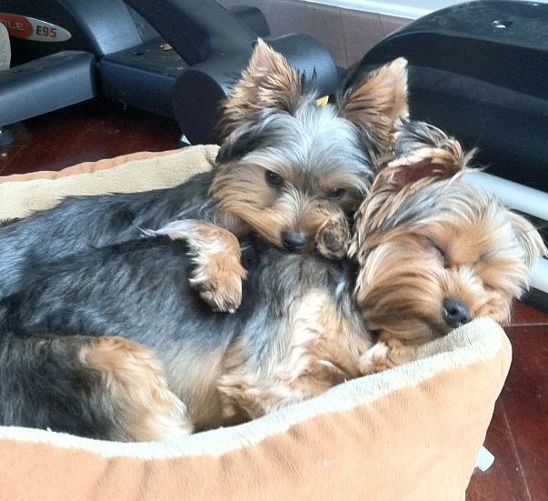 Yorkshire Terrier cuddle