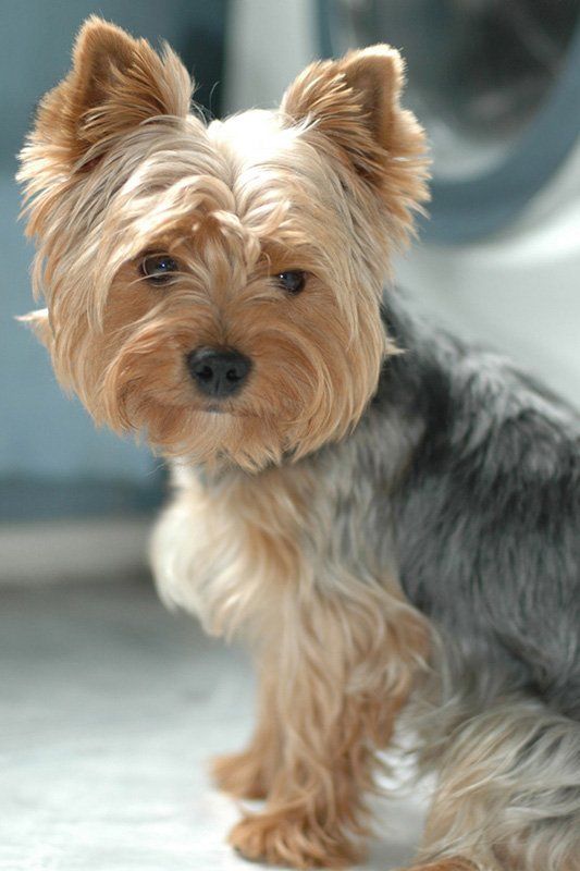 awesome pics yorkie photo