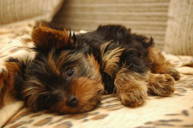 awesome yorkie photo