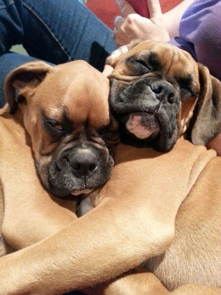 boxer cuddles