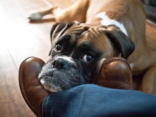 boxer dog love