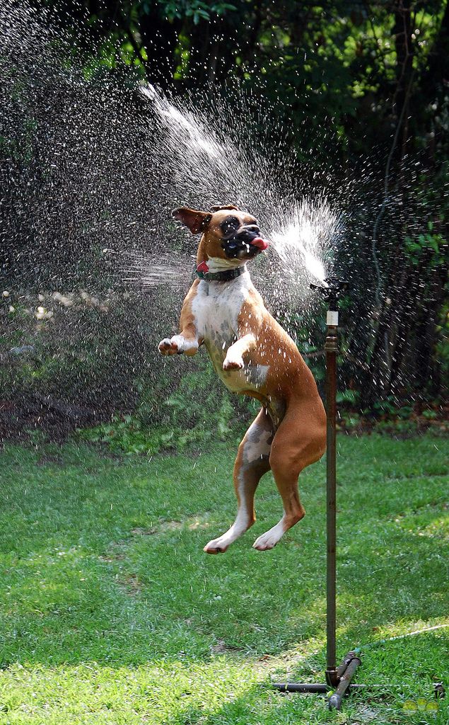 boxer dog playing with water