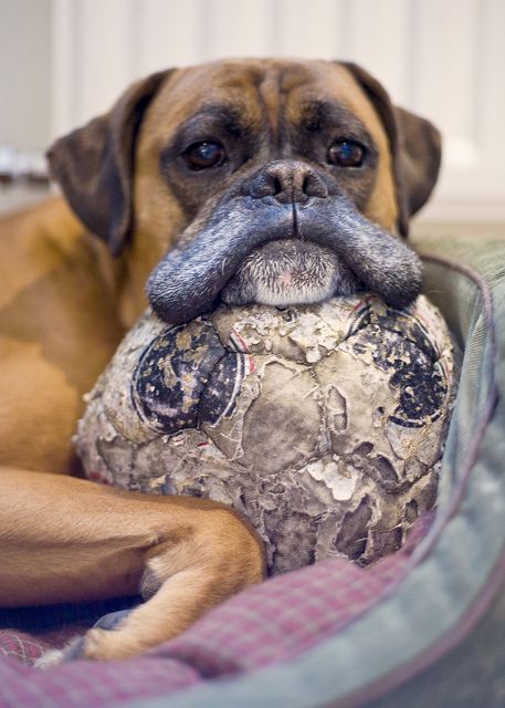 boxer dog with ball