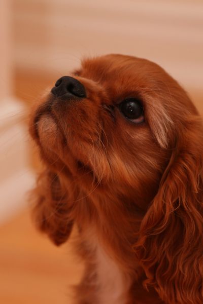 cavalier king charles spaniel 11