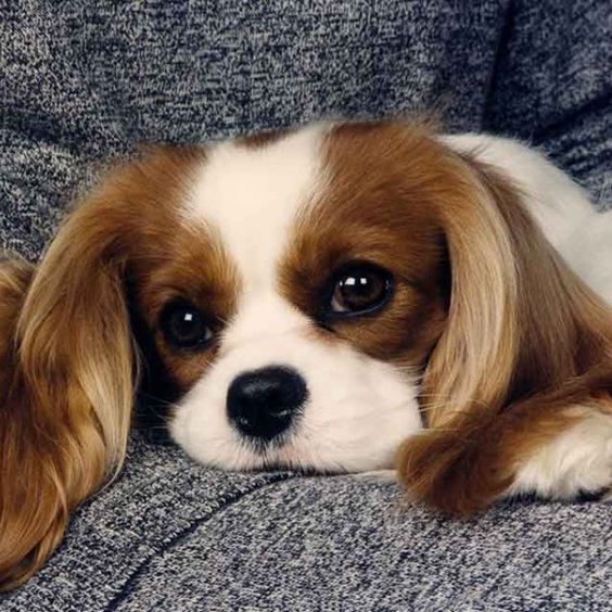 cavalier king charles spaniel 13