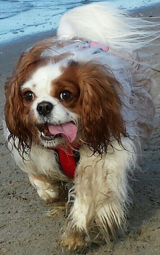 cavalier king charles spaniel 16