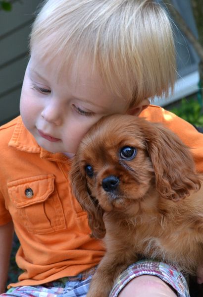 cavalier king charles spaniel 17