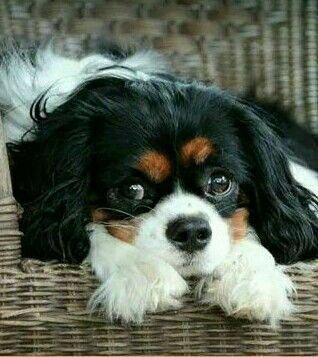 cavalier king charles spaniel 18