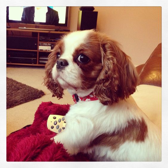 cavalier king charles spaniel 4