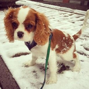 cavalier king charles spaniel 5