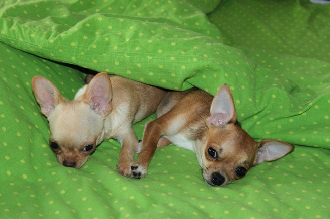 chihuahua couple