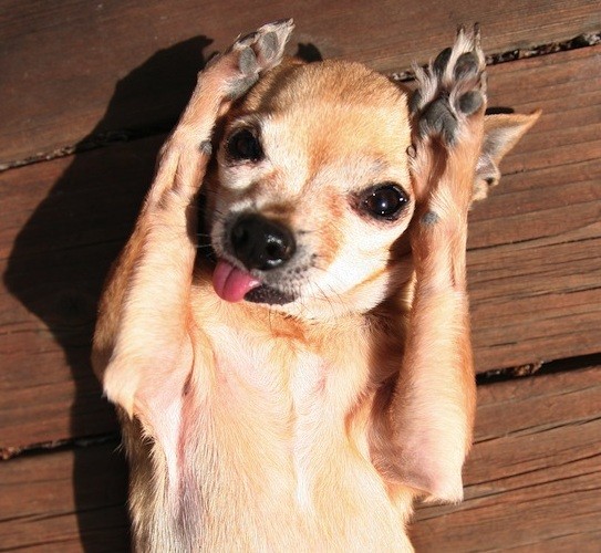 chihuahua dog photo