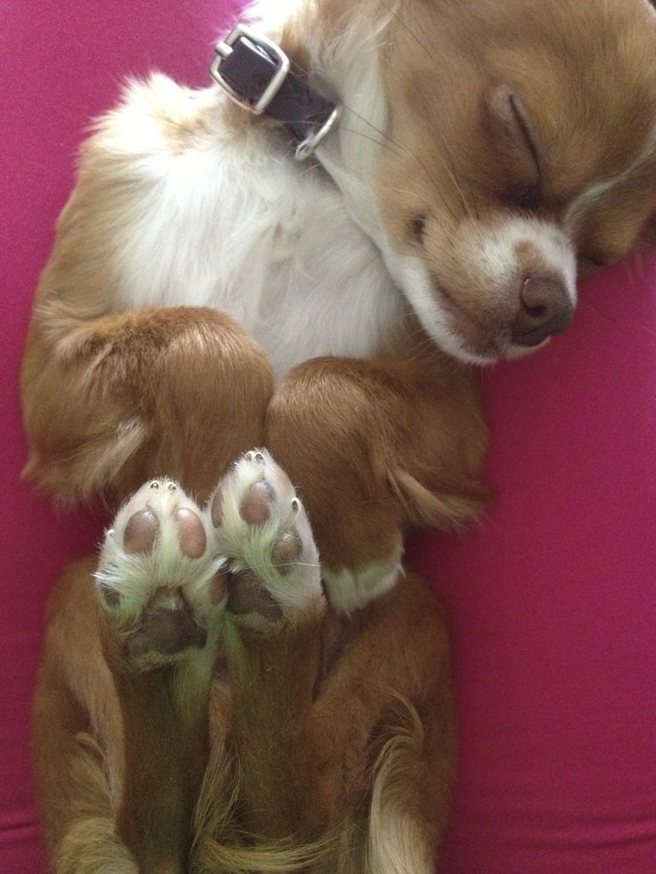 chihuahua paws