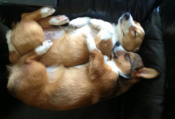 corgi cuddle