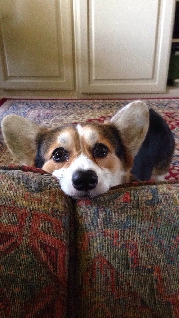 corgi eyes watch