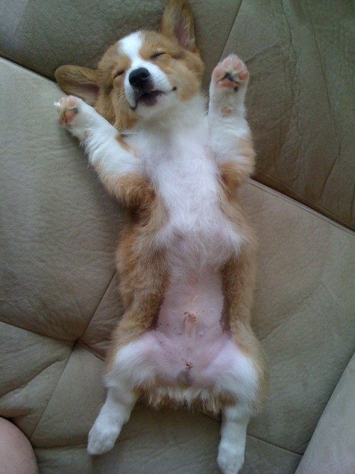 corgi napping