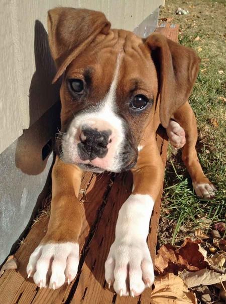 cute boxer puppy pics