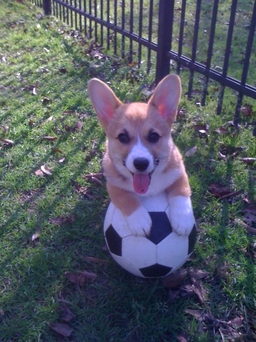 cute corgi ball photo