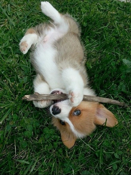 cute corgi stick