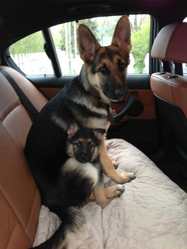 cute dogs puppy german shepherd car