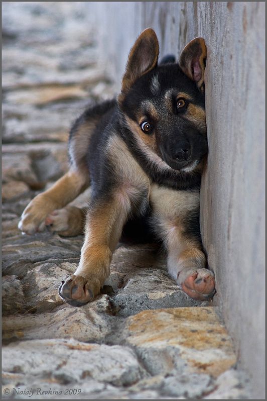 cute pup GSD funny