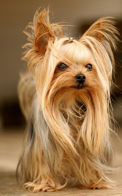 cute yorkie hair