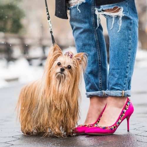 cute yorkie high heels women legs