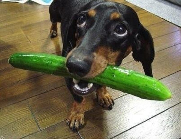 dachshund and cucumber