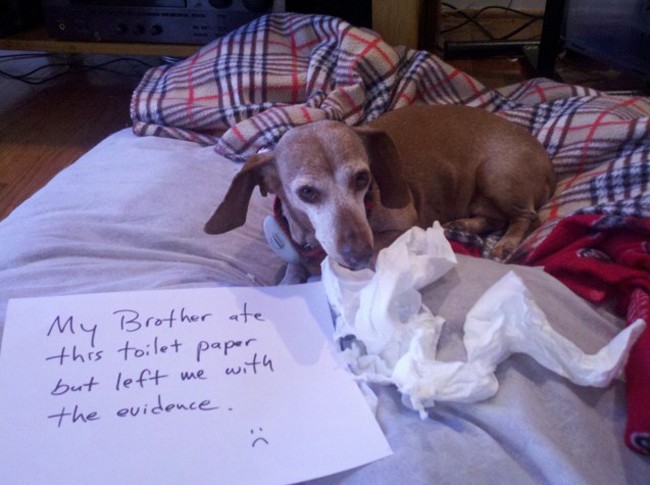 dachshund dog guilty