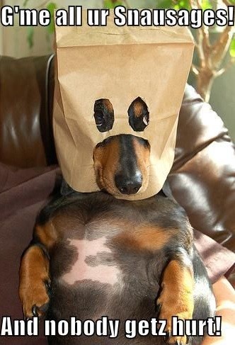 dachshund funny dog