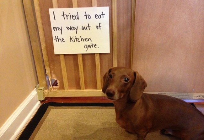 dachshund guilty dog