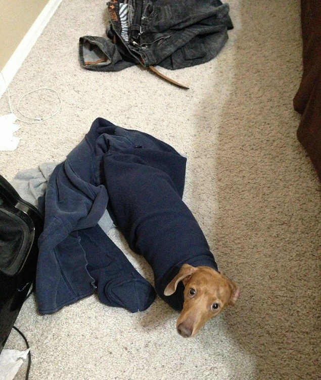 dachshund in sweatshirt