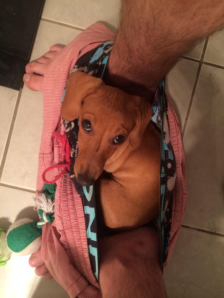 dachshund in toilet