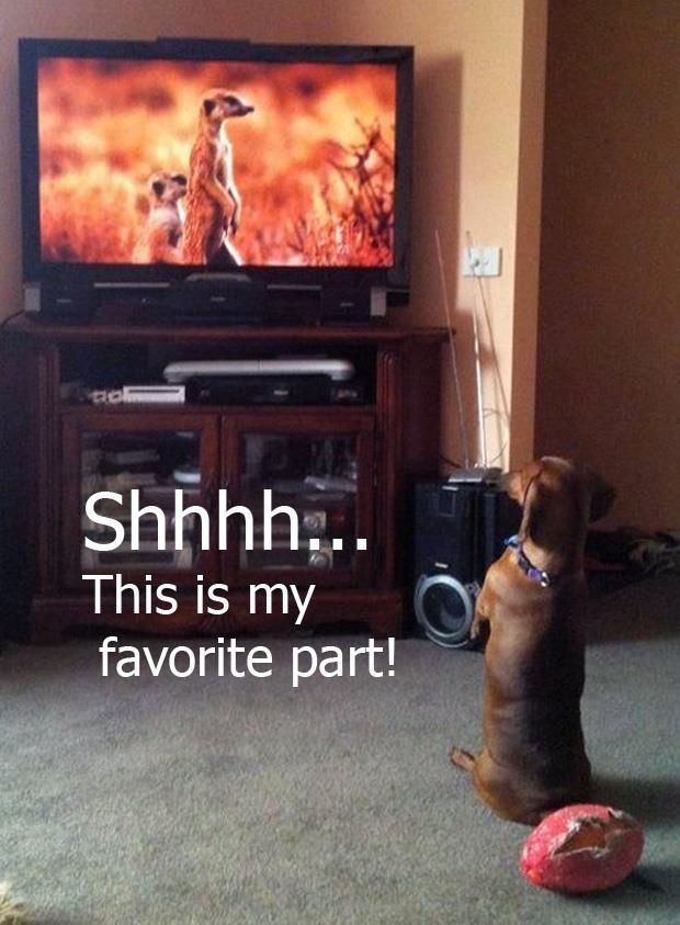 dachshund watching tv