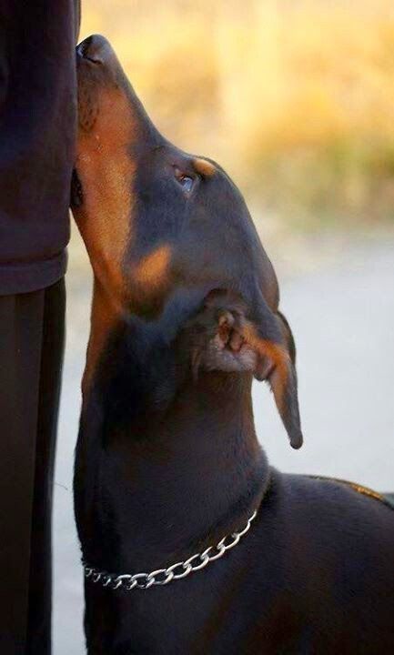 doberman pinscher 11a