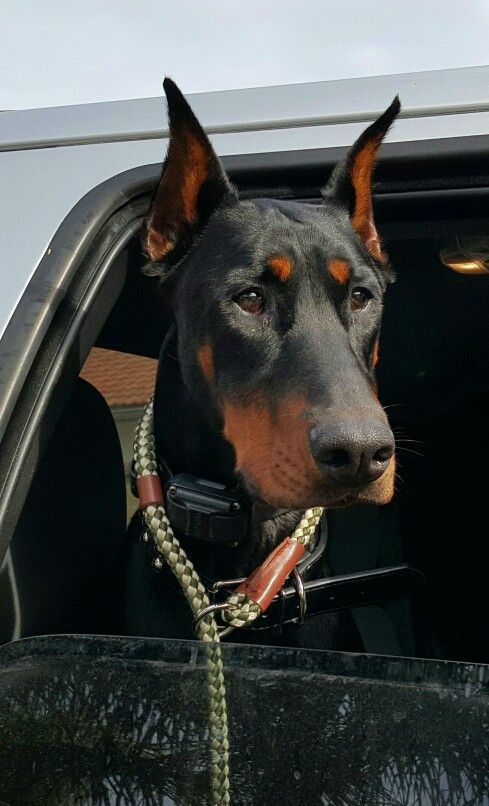 doberman pinscher 14a