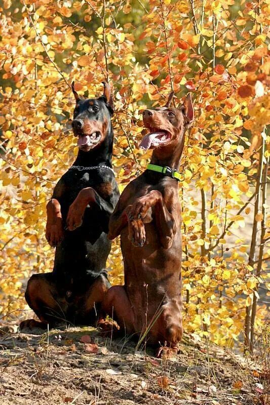 doberman pinscher 15a