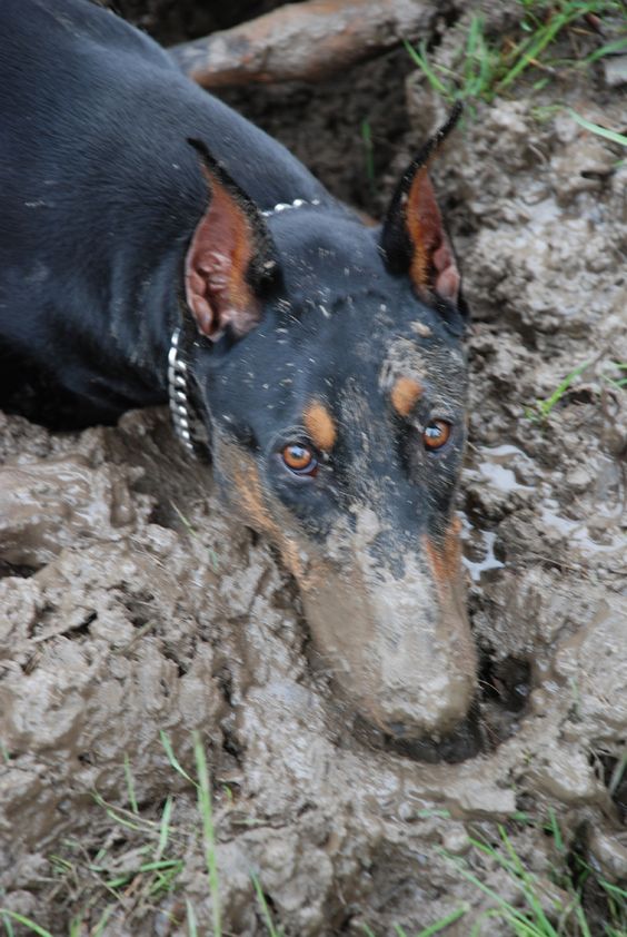 doberman pinscher 16a