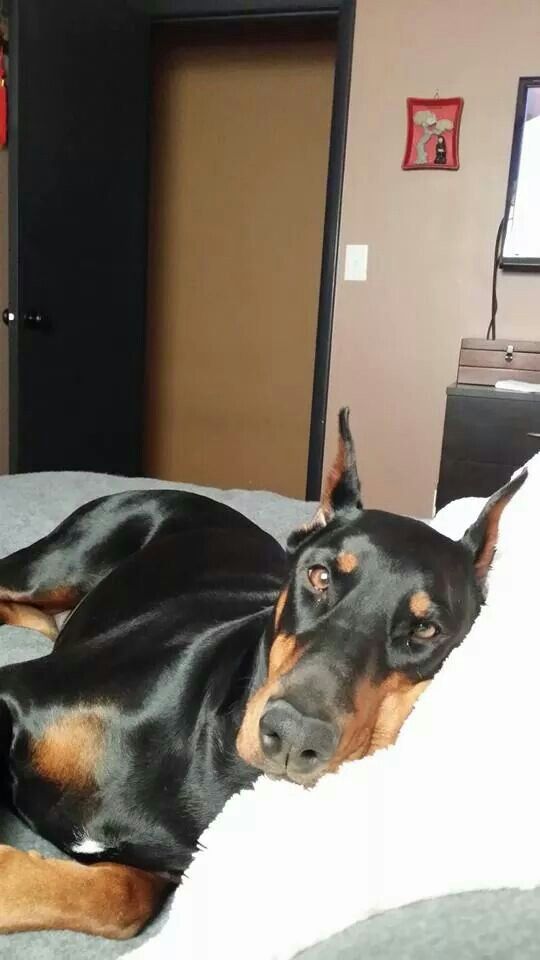 doberman pinscher 18a