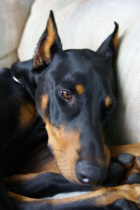 doberman pinscher 20a