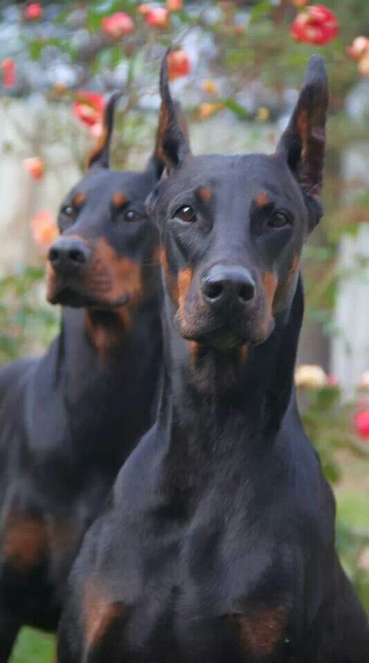 doberman pinscher 2a