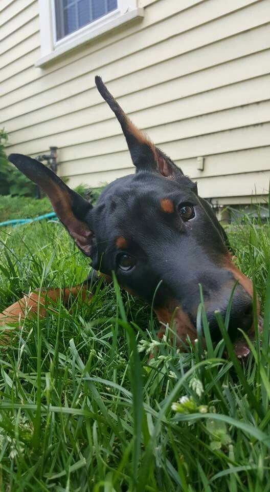 doberman pinscher 4a