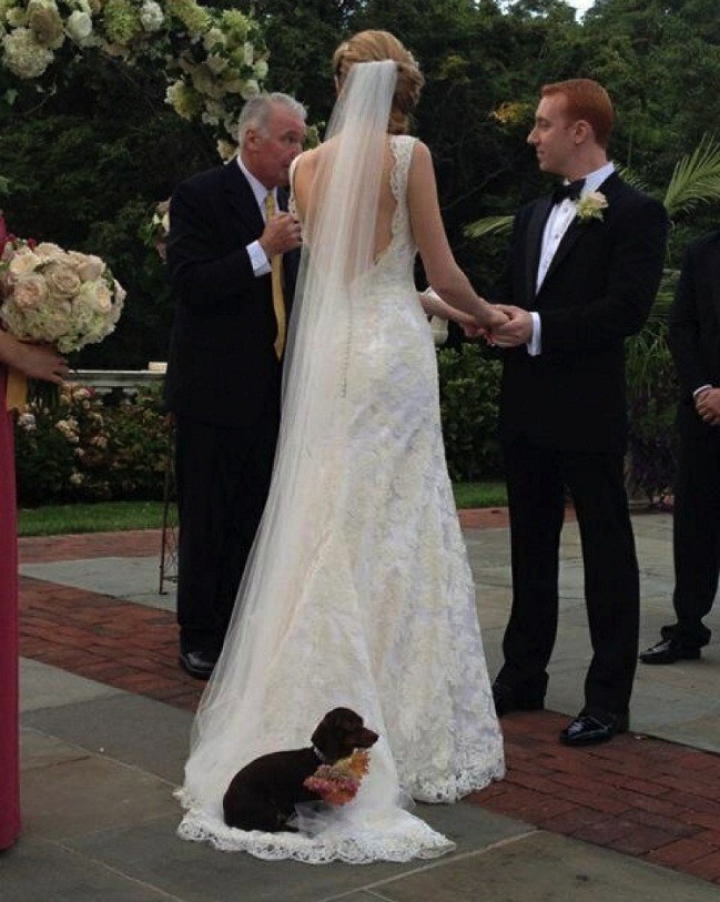 doxie and wedding day