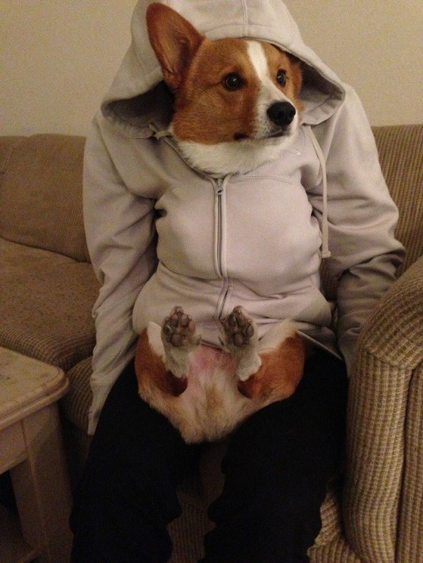 funny corgi hoodie